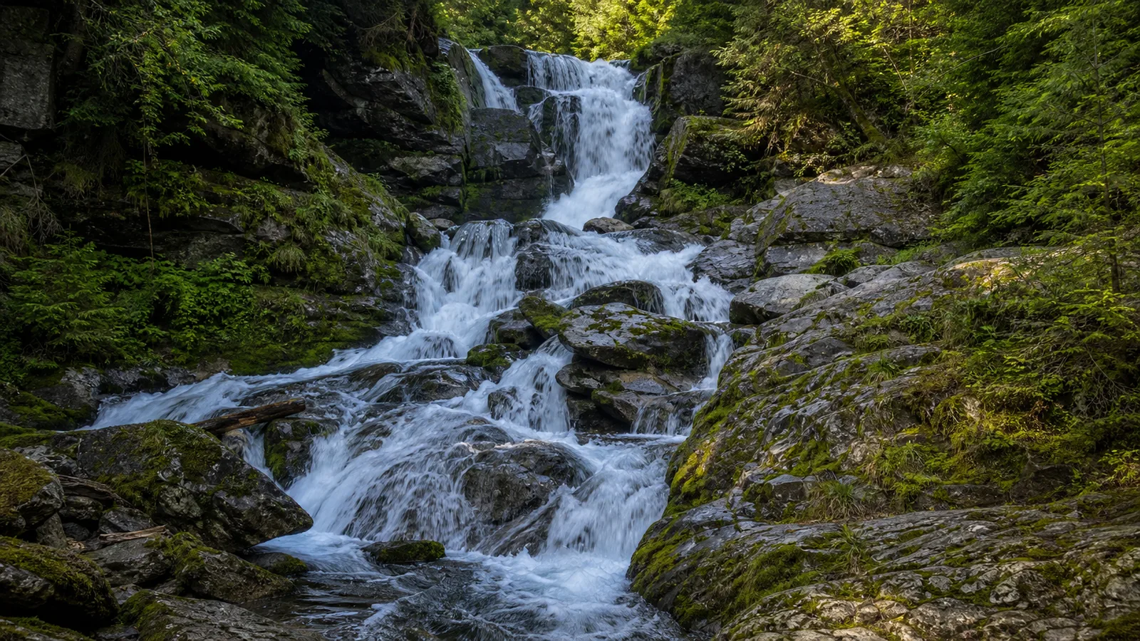 Cascadă de munte căzând peste stânci într-o pădure deasă, apă spumegândă