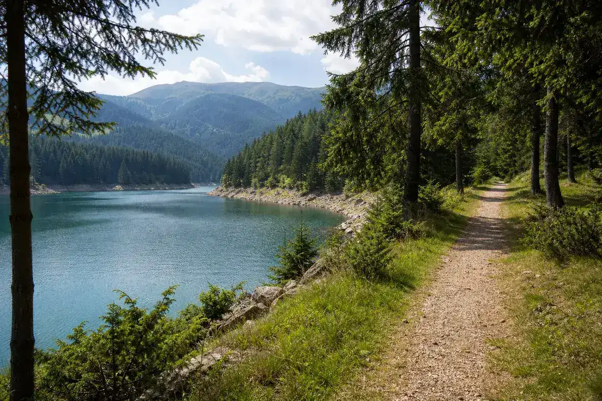 Potecă lină pe malul Lacului Vidra, printre molizi, cu apa în dreapta