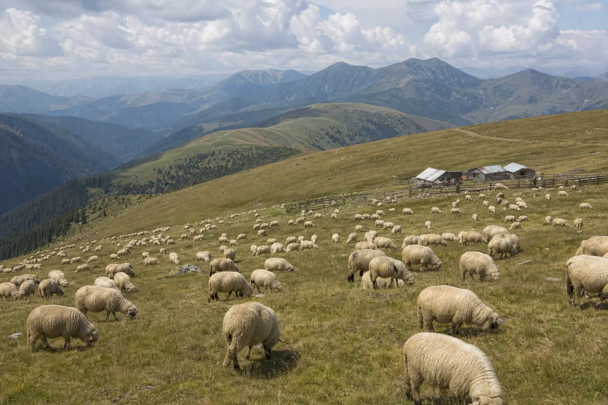 Turmă de oi păscând pe pajiști alpine lângă Transalpina, stână în depărtare